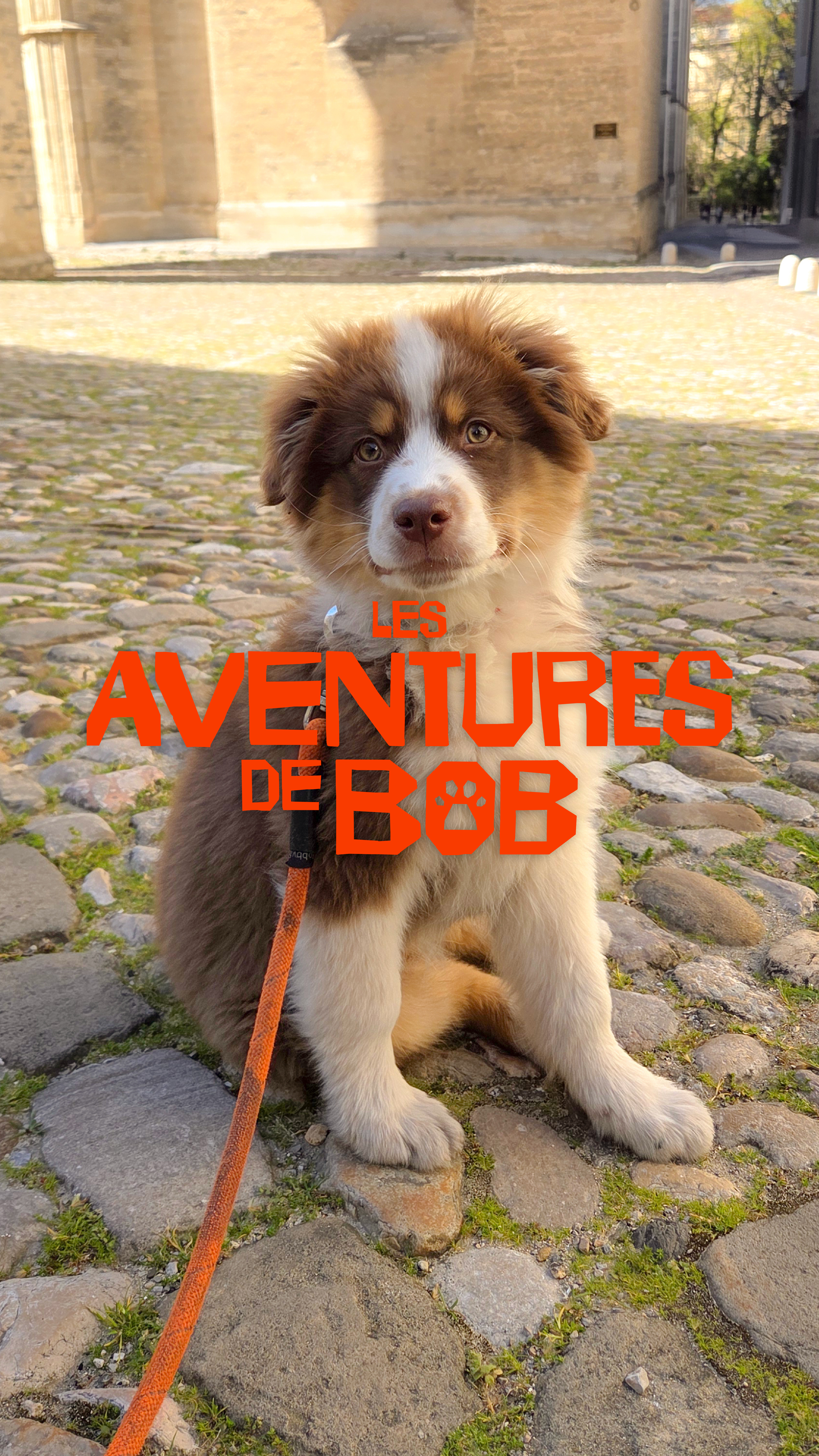 Les Aventures de Bob