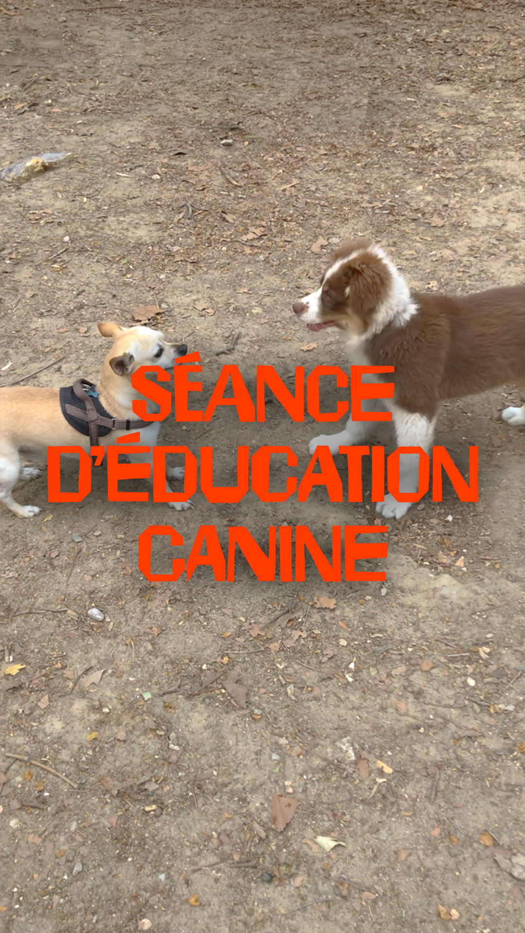 Création de vidéo social media - Avril 2026